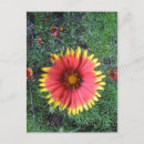 Recherche de pinceau indien cartes postales Fleur
