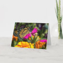 Zoek naar marigolds kaarten Foto