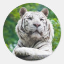 Zoek naar witte tijgers stickers Natuur