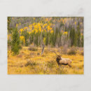 Recherche de mâles cartes postales Cathy
