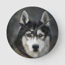 Zoek naar husky klokken Hond