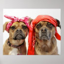 Recherche de voyous posters Drôle