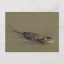 Zoek naar muskrat briefkaarten Natuur