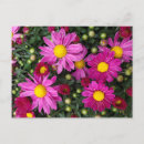 Recherche de fleur chrysanthème cartes postales Automne