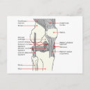 Recherche de articulé cartes postales Genou