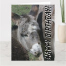 Zoek naar baby ezel briefkaarten Mule