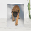 Recherche de mastiff vœux cartes Photographie