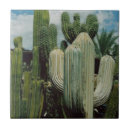 Recherche de tucson carreaux Cactus