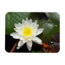 Recherche de nénuphar magnets Photographie