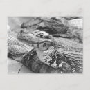 Recherche de amazonien cartes postales Forêt tropicale