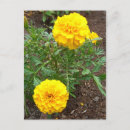 Recherche de marigot cartes postales Jaune