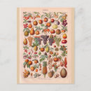Recherche de fruit vintage cartes postales Historique