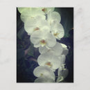 Recherche de phalaenopsis cartes postales Nature