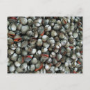 Recherche de coquille de palourde cartes postales Palourdes