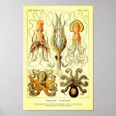 Recherche de octopus illustration posters Vintage