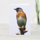 Recherche de oiseaux bleus orientaux Oiseau bleu oriental