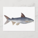 Recherche de poisson chat cartes postales Pêche