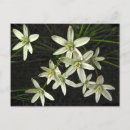 Recherche de étoile de bethlehem cartes postales Étoiles