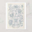Zoek naar haeckel briefkaarten Illustratie