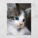 Recherche de tête de mort cartes postales Mignon