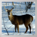 Recherche de deer posters Buck