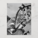 Recherche de exotique cartes postales Rétro