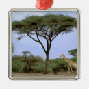 Recherche de faune ornements Safari