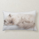 Recherche de persans coussins Chat