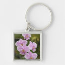 Recherche de phalaenopsis Photographie de fleur