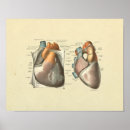 Zoek naar anatomisch hart kunst Anatomie