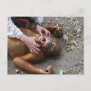 Recherche de attaques cartes postales Animal