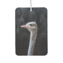 Recherche de zoo voiture accessoires Portrait