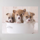 Recherche de cute corgi art Mignon
