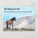 Recherche de wild cartes postales Cheval sauvage