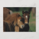 Recherche de miniatures cartes postales Bob langrish