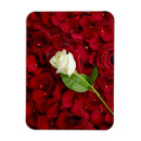 Recherche de rouge et blanc magnets Fleur