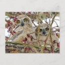 Recherche de grand hibou à cornes cartes postales Nature