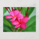 Recherche de fleurs hawaïennes cartes postales Rose