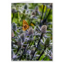 Recherche de épineux vœux cartes Jardin