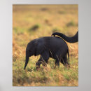 Zoek naar kenia kunst Wild