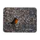 Recherche de galets magnets Photographie