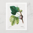 Zoek naar redoute briefkaarten Botanisch