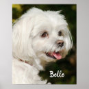 Recherche de chien blanc posters Mignon