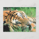 Recherche de tête tigre cartes postales Nature