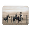 Recherche de de cheval magnets Prairie