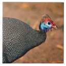 Zoek naar charles tegels Wild