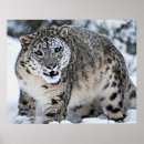 Zoek naar sneeuw luipaarden posters Kat