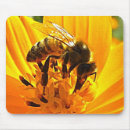 Recherche de pollen tapis souris Insecte