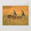 Recherche de cornus cartes postales Animal
