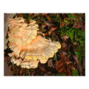 Recherche de champignon comestible posters Nourriture